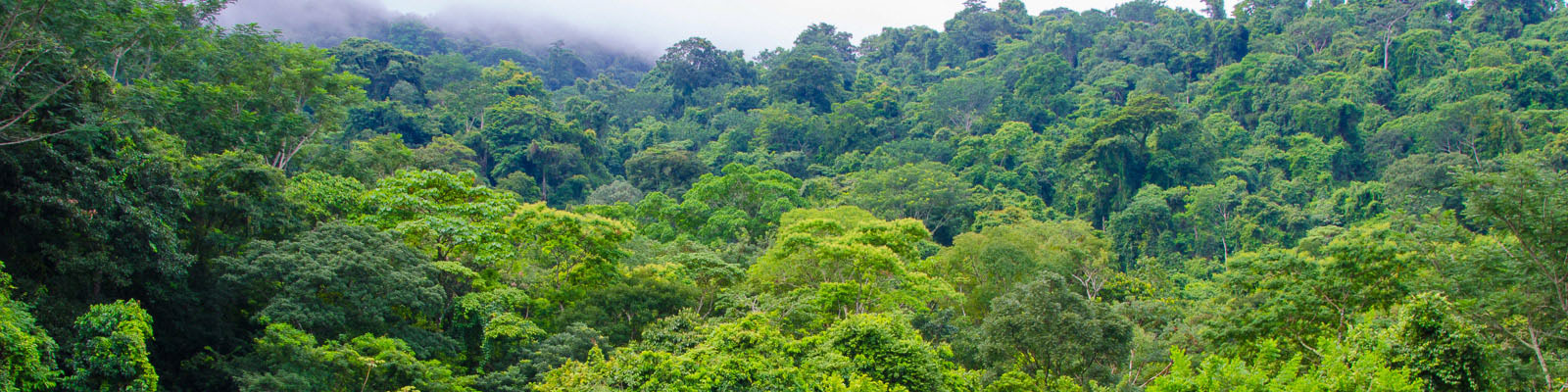 jungle thick enough to hide the hills panoramic view of the Belize jungle, which aligns with how Waypoint Alarm should look.
pulled from http://blueworldjourneys.com/belize-jungle-adventure.html which advertizes custom jungle tours of Belize, but is not a secure website.