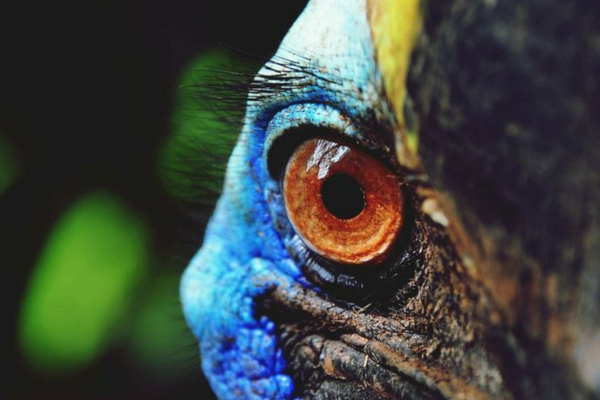 Taken from https://www.foe.org.au/cassowaries_wet_tropics_queensland which is actually describing all the threats to cassowary in Australia.