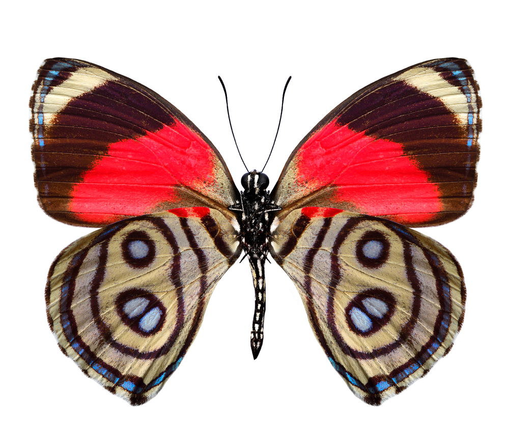 Red, Black, and White Death Butterfly Close up of callicore hystaspes, butterfly from peru, red brown and beige stripes wings isolated on white background.
Taken from https://depositphotos.com/photo/close-callicore-hystaspes-butterfly-peru-red-brown-beige-stripes-wings-697215830.html