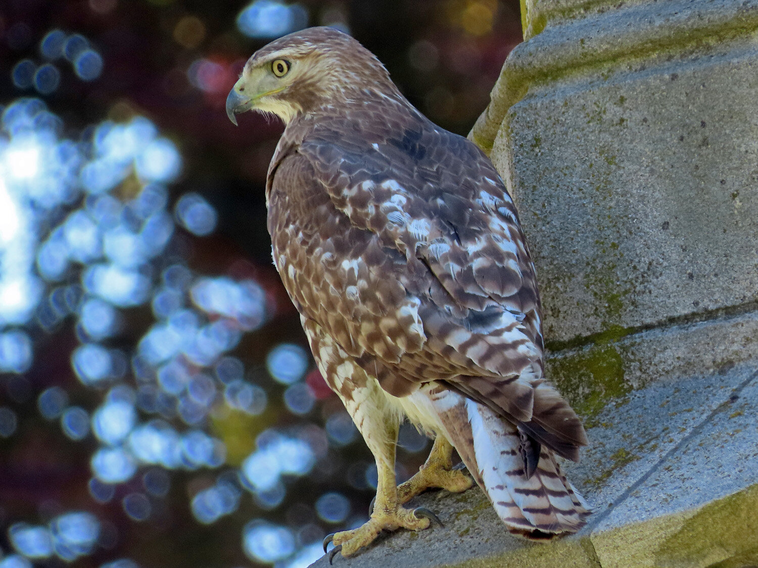 red-tailed hawk perched on top of a mausoleum taken from https://www.pmsaga.com/redtailed-hawks slideshow in section "Crypto Hawk".
