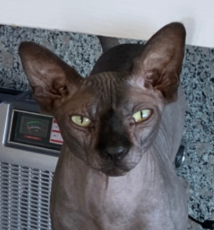 a hairless cat with murder in its eyes