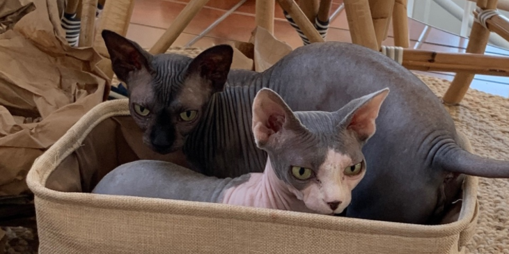 Two hairless cats in a basket, just waiting to get you