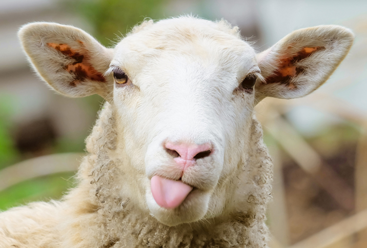 Sheep sticking out its tongue.  Stock picture used on https://modernfarmer.com/2017/12/6-facts-sheep-might-not-know/ and it isn't even the funniest sheep picture there