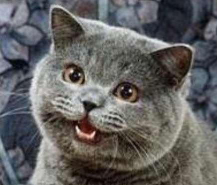 Headshot of the famous, grey, fat-faced, cheezburger cat.
