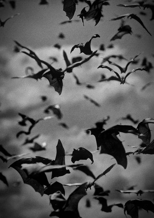 swarm of bats in overcast skies.

pulled from google image search, unfortunately the link with it led to a pinterest which did not actually include this image