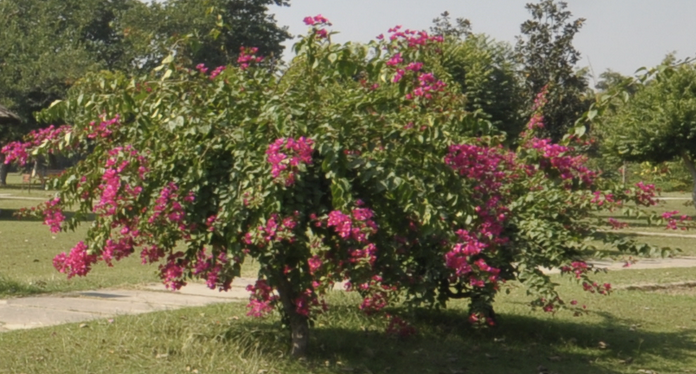 The bougainvillea is just waiting to grab you A bougainvillea growing as a small in tree form next to a path. The area around it is grassy.
Taken from https://chandigarhtourism.gov.in/pages/gardens/bougainvillea