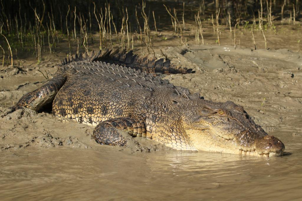 Saltwater crocodile, lying in the mud.

Taken from a discussion of habitat pressure in
https://www.downtoearth.org.in/blog/wildlife-biodiversity/how-australia-s-saltwater-crocodiles-are-being-made-scapegoats-amid-increasing-conflicts-with-humans-79526