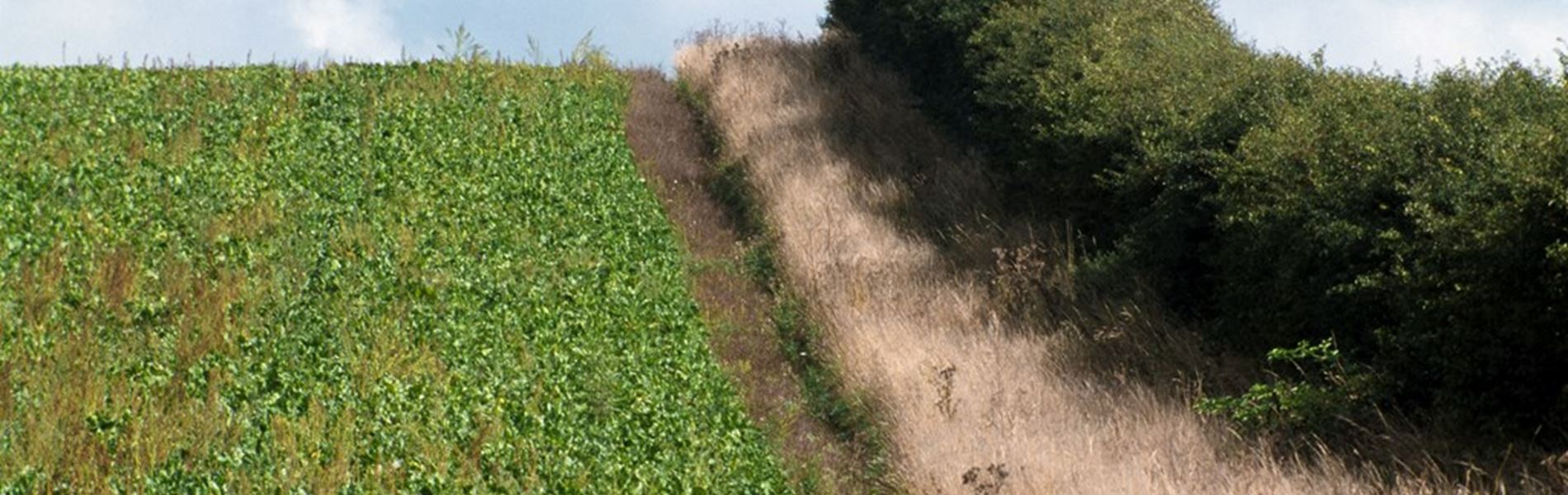 field edged with hedgerow and path taken from https://www.rspb.org.uk/our-work/conservation/conservation-and-sustainability/advice/conservation-land-management-advice/farm-hedges/