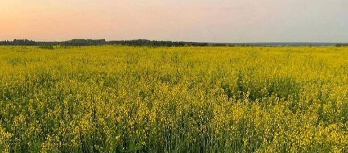 meadow full of tall grass and flowers, taller than Cathance taken from this controversial tweet. the replies are so hilarious
https://twitter.com/CHERRYH3AVEN/status/1391994401249841154
