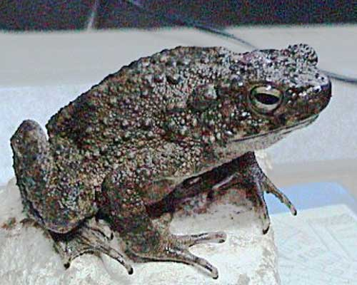 A picture of a giant toad.  No idea of the origin, sorry.