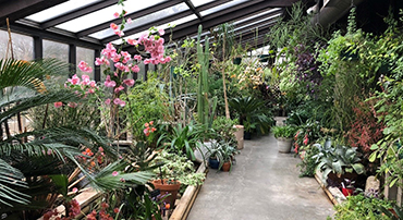 big, airy, and warm but not too warm greenhouse, in Botanica Wichita, https://botanica.org/get-warm-in-our-greenhouse/