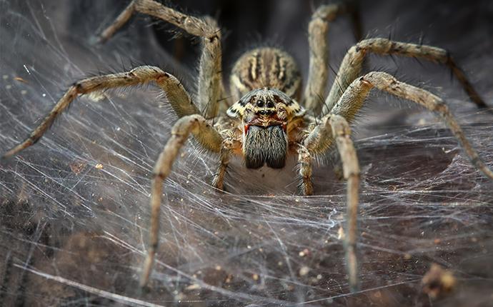 big horrible brownish spider A spider with a ground web. Taken from https://www.innovativepest.com/spiders