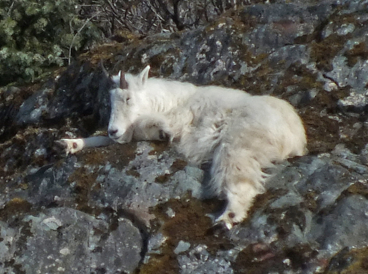 sleeping mountain goat sleeping mountain goat, taken from https://www.naturebob.com/zenphoto/albums/mammals/mountain-goat/mountain-goat-sleeping.jpg