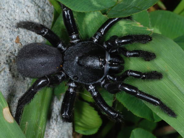 A shiny horrible black spider. Taken from https://greennature.com/mygalomorph-spiders/ becuase I could not find a good picture of a Pine Rockland spider https://patch.com/florida/miami/new-species-venomous-spider-identified-florida-zoo which was obviously the right kind of spider to pick.