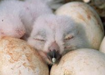exhausted from getting out of the egg, the small white snowy owl hatchling rests a moment.

lifted from https://www.pinterest.com/pin/20969954485501987/ but trying to click through to original was a 404.