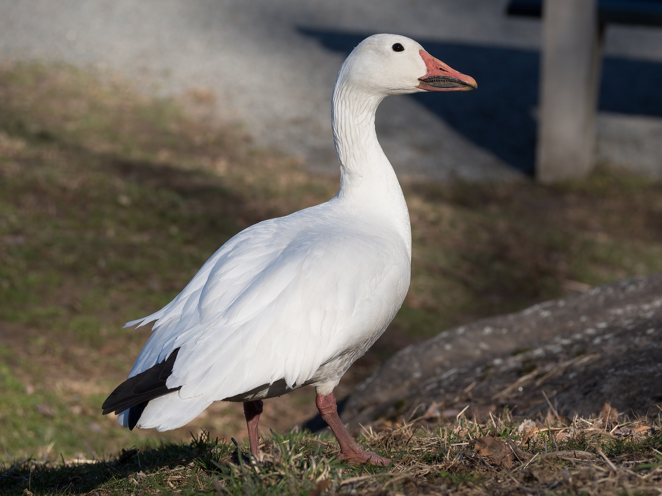 snow goose. it's clearly not changing its mind about anything. snow goose in front of an animal building. notice it has teeth. taken from https://en.wikipedia.org/wiki/Anser_(bird)