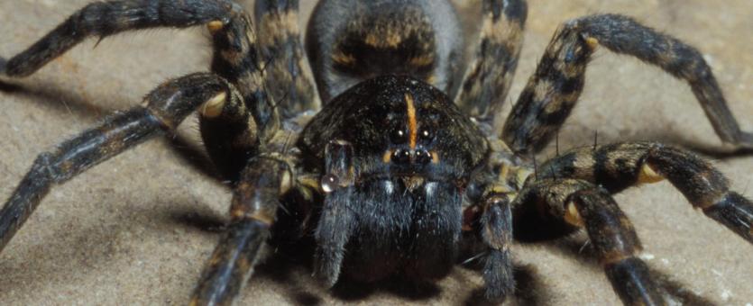 closeup of a speckled wolf spider.  picture taken from https://mdc.mo.gov/discover-nature/field-guide/speckled-wolf-spider