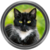 Black cat with white chest and paws, short hair